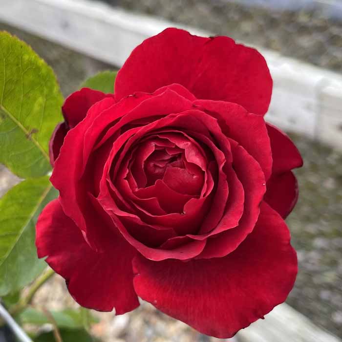 Rose Clg The Princes Trust Climbing 5L potted