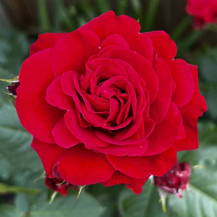 Rose Faithful 5L potted