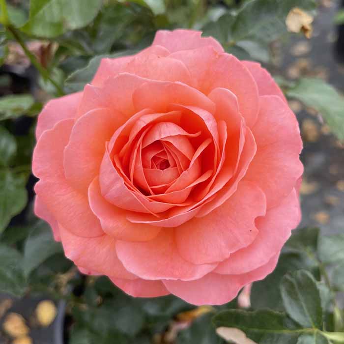 Rose Pink Abundance 5L potted