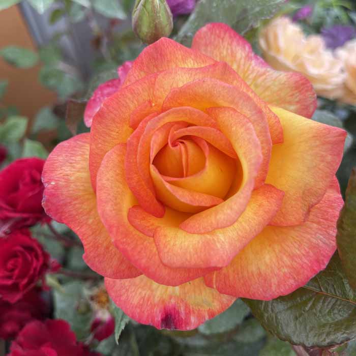 Rose Sheilas Perfume 5L potted