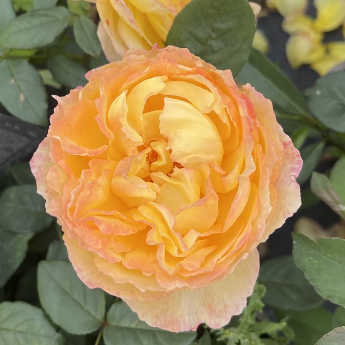 Rose Well Being 5L potted