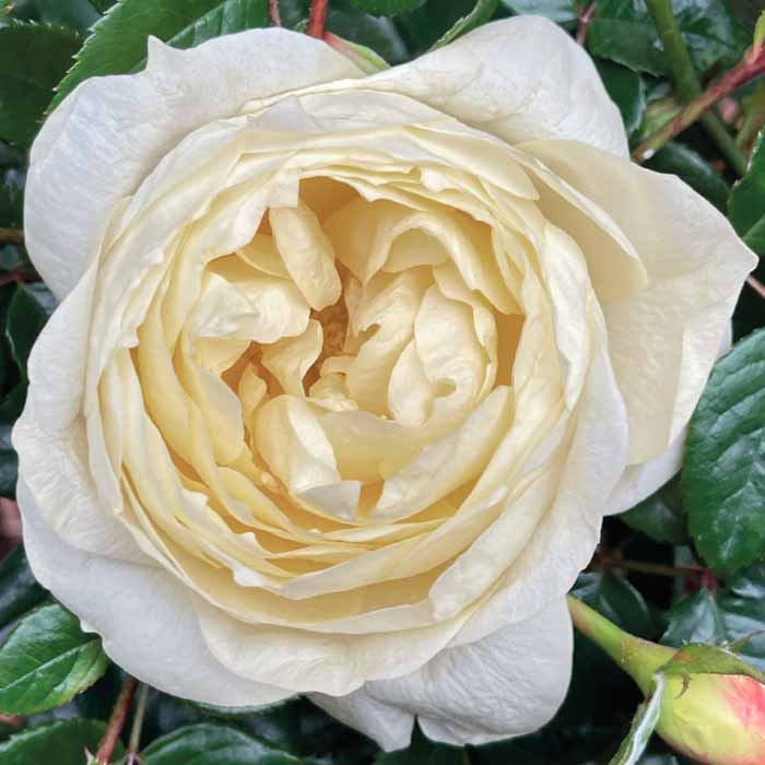Rose The Royal Philharmonic Orchestra 5L potted