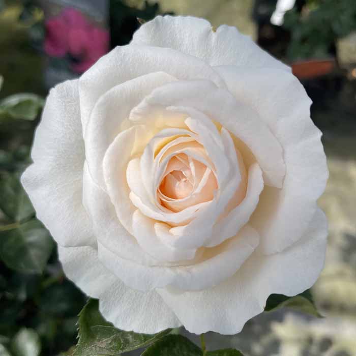 Rose Cream Abundance 5L potted