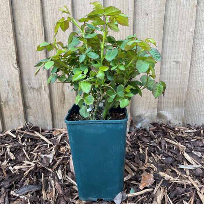 Rose The Lakeland Climbing 5L potted
