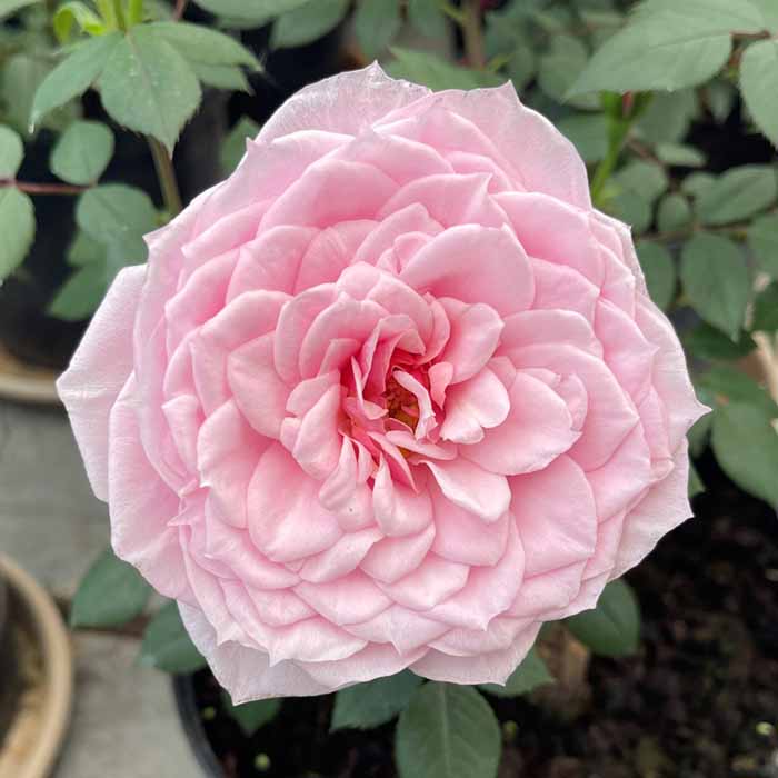 Rose Jennifer Rose Sell bare root