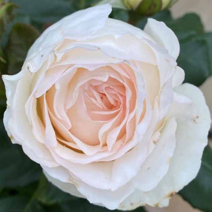 Rose Lady Carnarvon bare root
