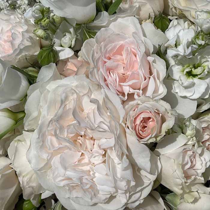Rose Dame Deborah James bare root
